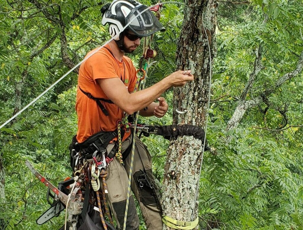 Tree Structure | Cable Installation | Ahlum & Arbor Tree Preservation