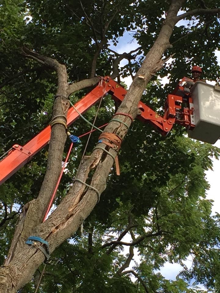 Split Tree Copy