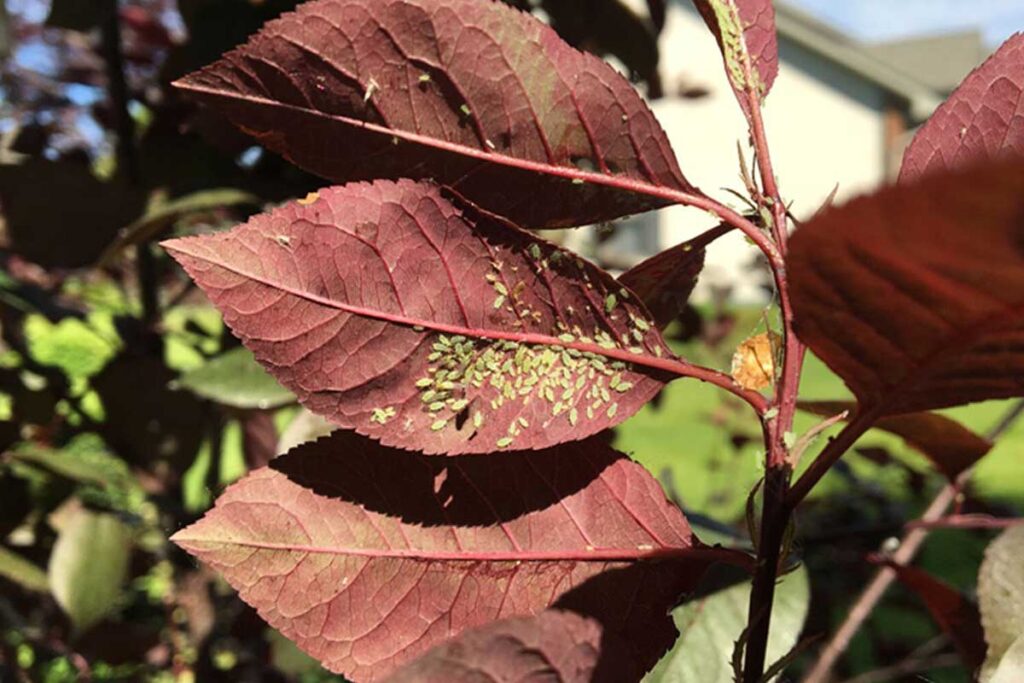 Target Spraying Vs. Cover Spraying | Northern Kentucky Arborists | Ahlum & Arbor Tree Preservation