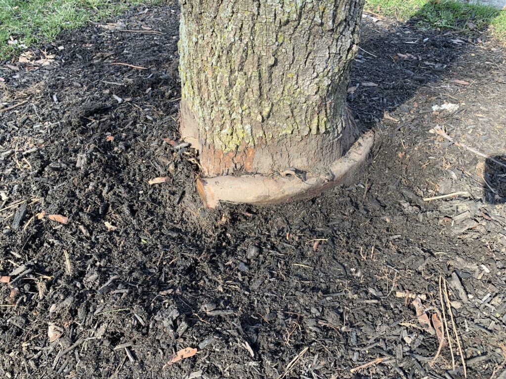 Girdling Roots | Pataskala Arborists | Ahlum & Arbor Tree Preservation