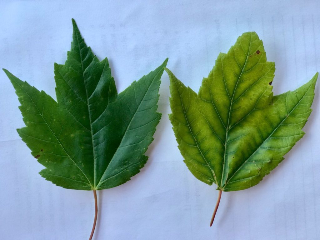 Chlorotic Comparison 1 1