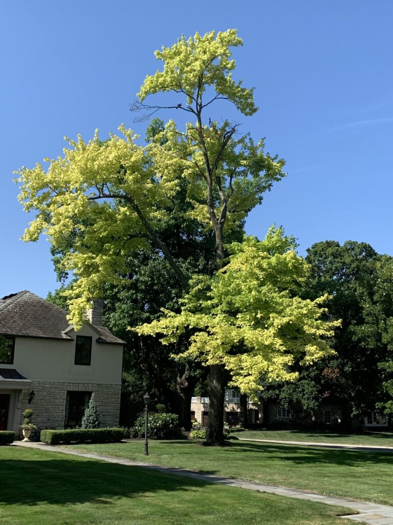 Chlorosis in Maple Trees | Columbus Arborists | Ahlum & Arbor Tree Preservation