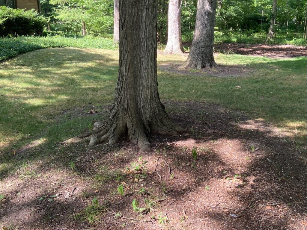 Natural Tree