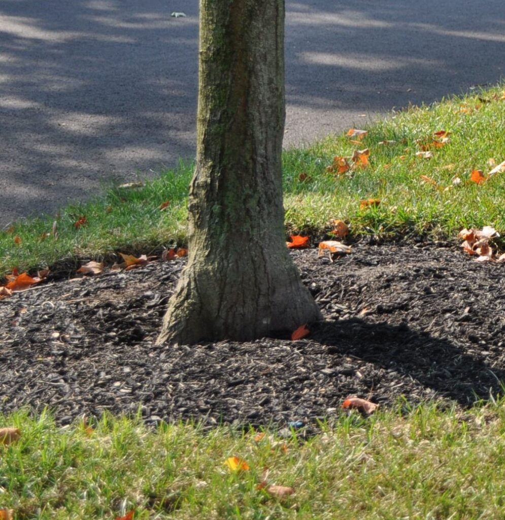 Proper Mulch 3