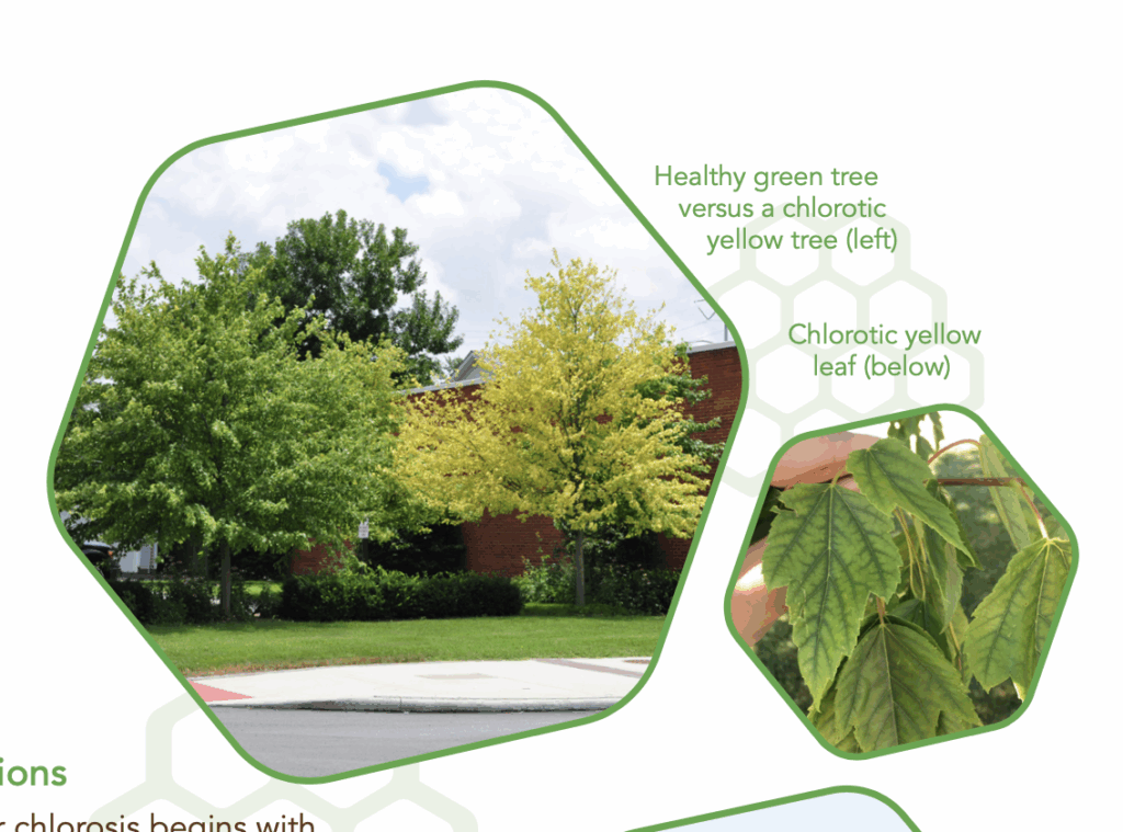 Chlorosis Fact Sheet | Pataskala Arborists | Ahlum & Arbor Tree Preservation