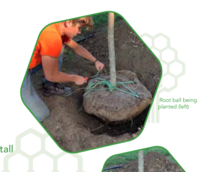 Emerald Ash Borer Fact Sheet | Columbus Arborists | Ahlum & Arbor Tree Preservation