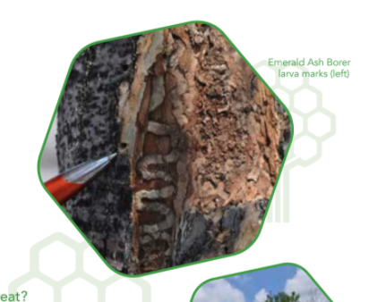 Emerald Ash Borer Fact Sheet | Pataskala Arborists | Ahlum & Arbor Tree Preservation