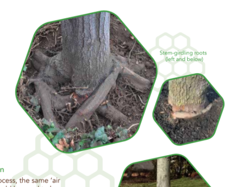 Improving Root Health Fact Sheet | Cincinnati Arborists | Ahlum & Arbor Tree Preservation