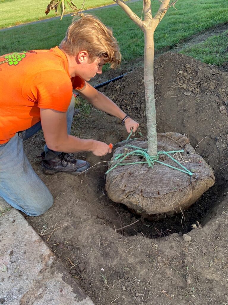 Rootball in Hole Undoing Twine | Certified Arborists | Ahlum & Arbor Tree Preservation