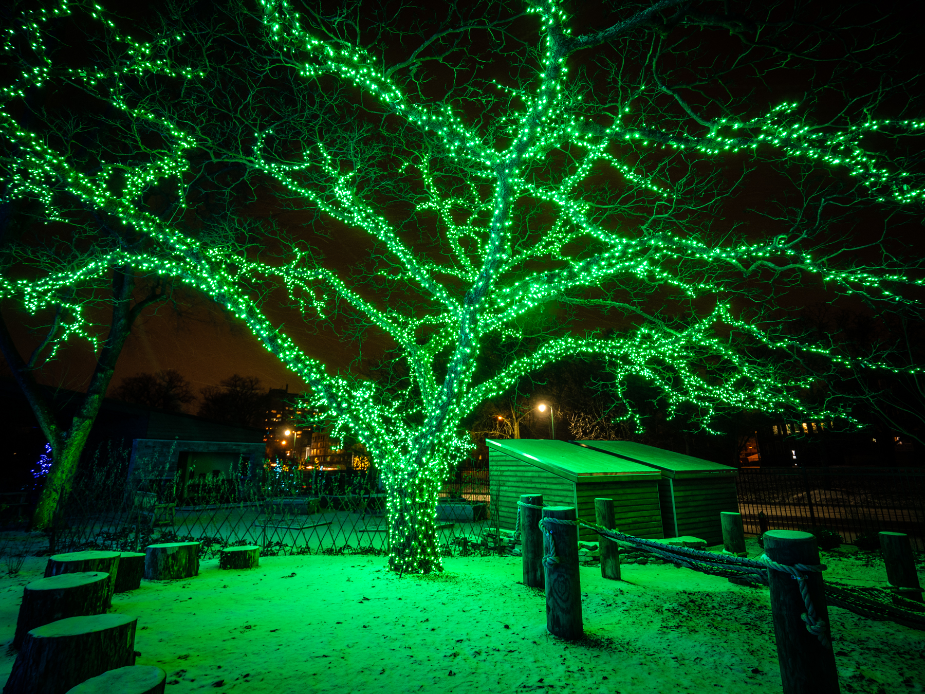 Happy Holidays | Ahlum & Arbor Tree Preservation