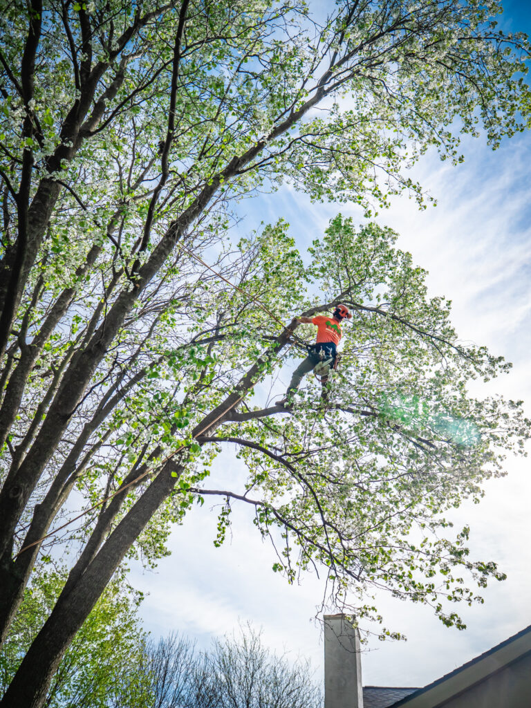 Tree Pruning | Certified Arborists | Ahlum & Arbor Tree Preservation