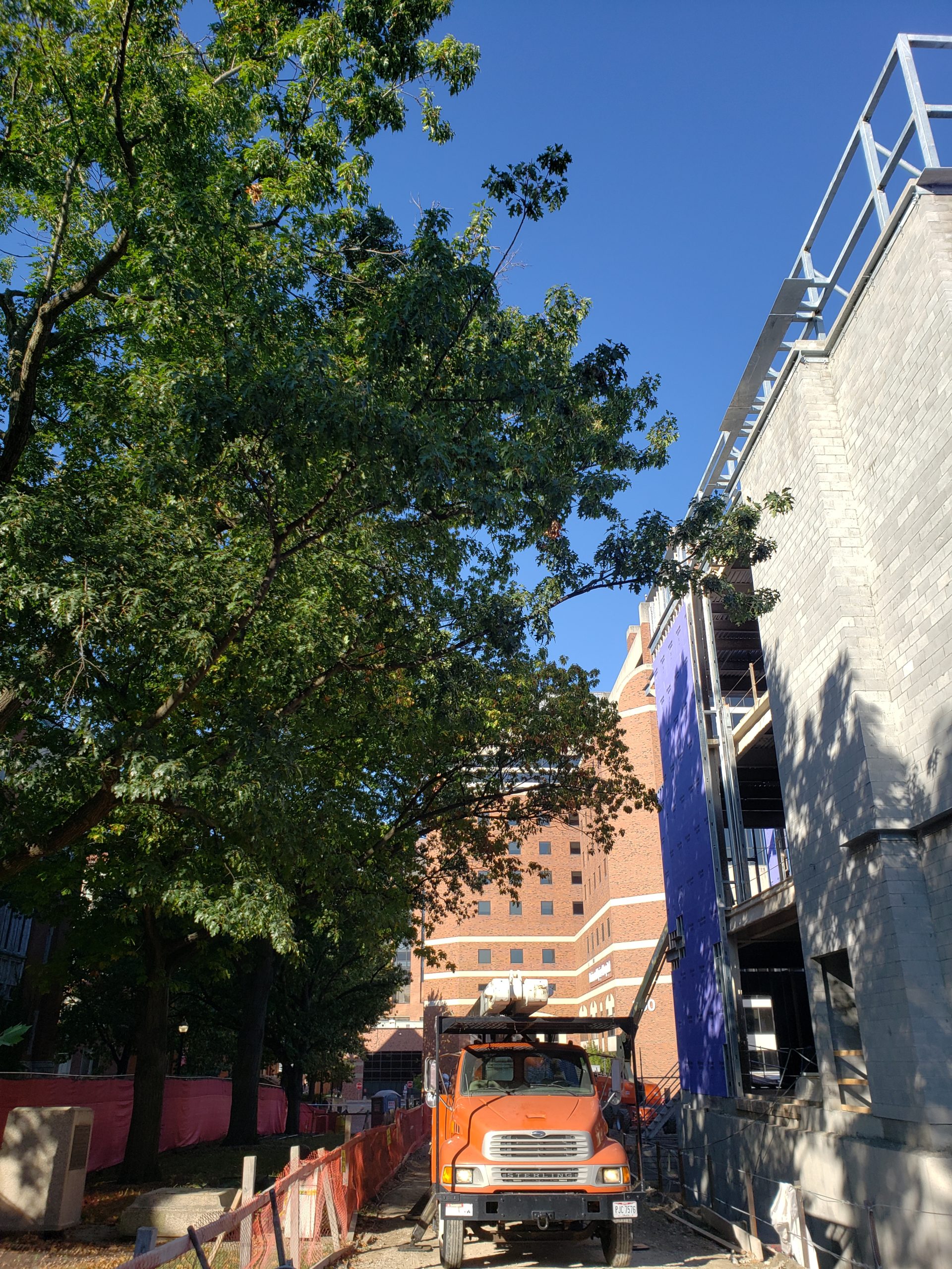 Break Ground, Not Your Trees | Side Pruning | Ahlum & Arbor Tree Preservation