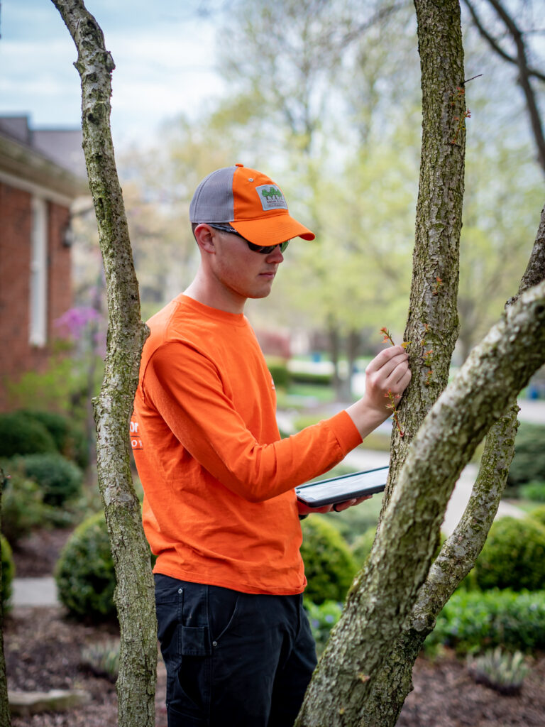 Why Fertilize Trees? | Ahlum & Arbor Tree Preservation