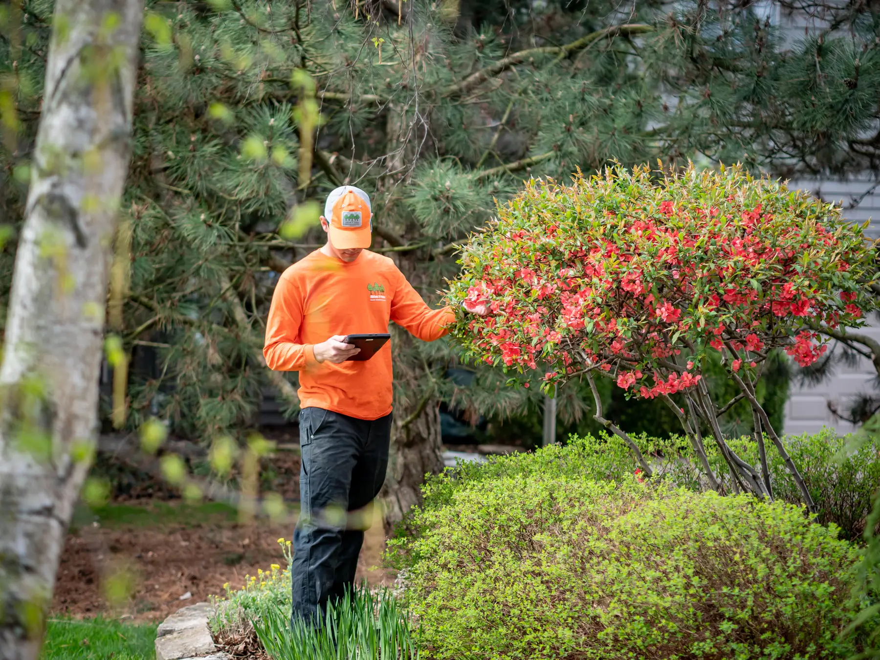 Dormant Oil | Certified Arborist Evaluation | Ahlum & Arbor Tree Preservation