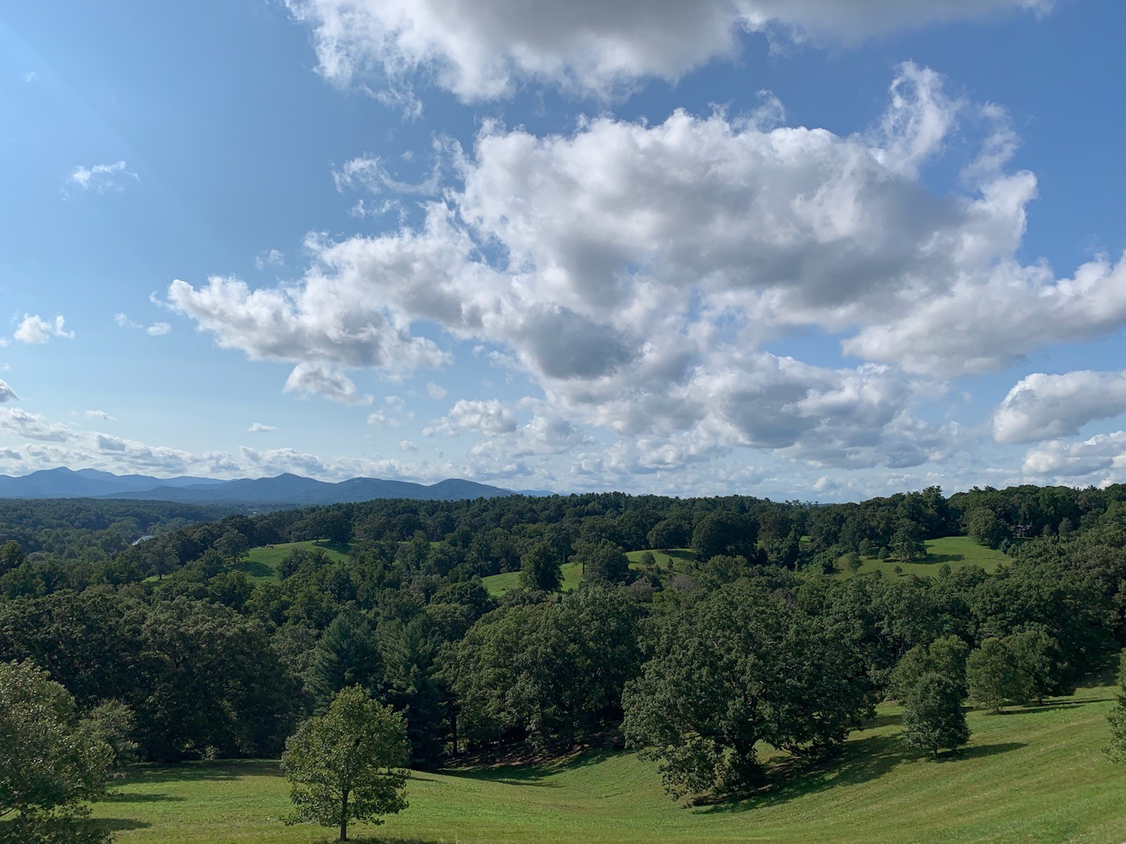 Understanding the True Value of Trees | Ahlum & Arbor Tree Preservation