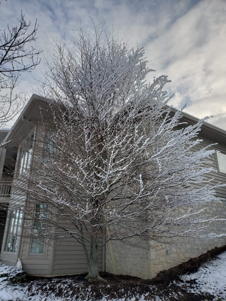 Snow covered tree