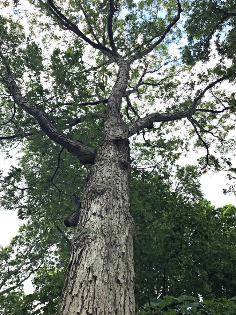 Selecting The Right Tree | Certified Arborist Evaluation | Ahlum & Arbor Tree Preservation