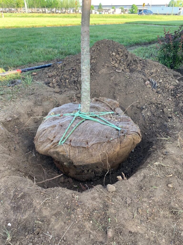 Rootball in Hole