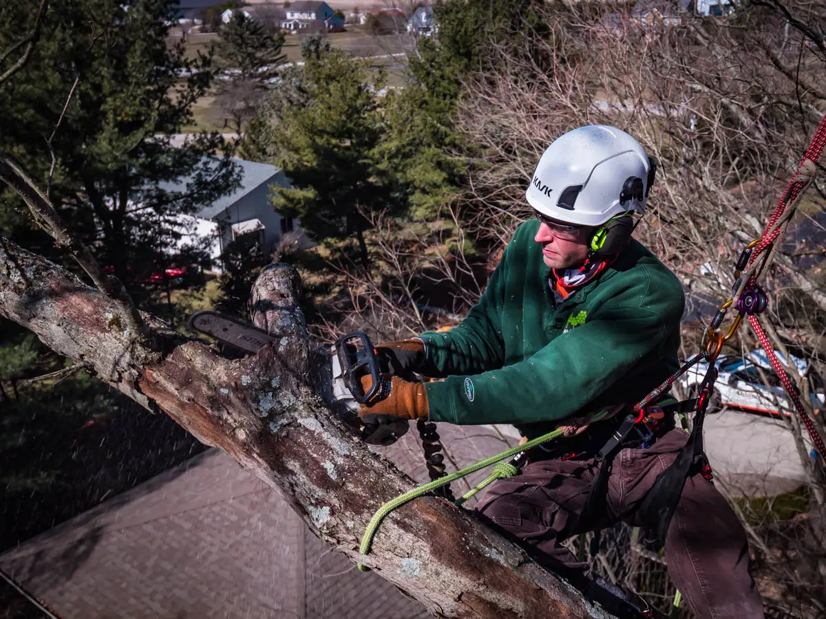 Making The Cut | Ahlum & Arbor Tree Preservation