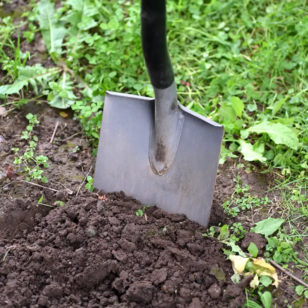 Spring Planting | Ahlum & Arbor Tree Preservation