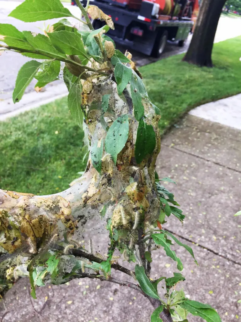Recognizing Common Tree Pests | The Eastern Tent Caterpillar| Ahlum & Arbor Tree Preservation