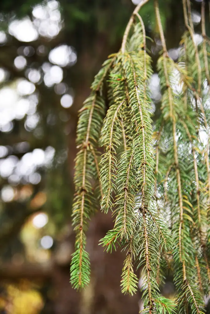 Spruce Up Your Tree | Spruce Needles | Ahlum & Arbor Tree Preservation