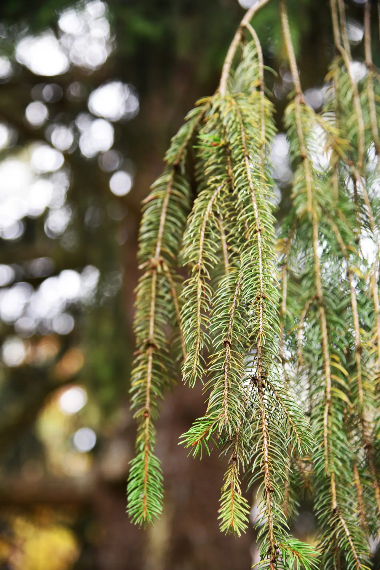 Spruce Up Your Tree | Spruce Needles | Ahlum & Arbor Tree Preservation
