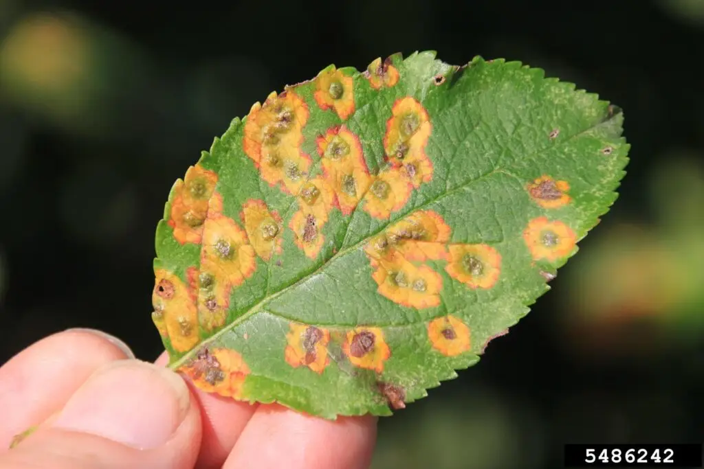 Recommended Spring Treatments 1 Cedar Hawthorn Rust