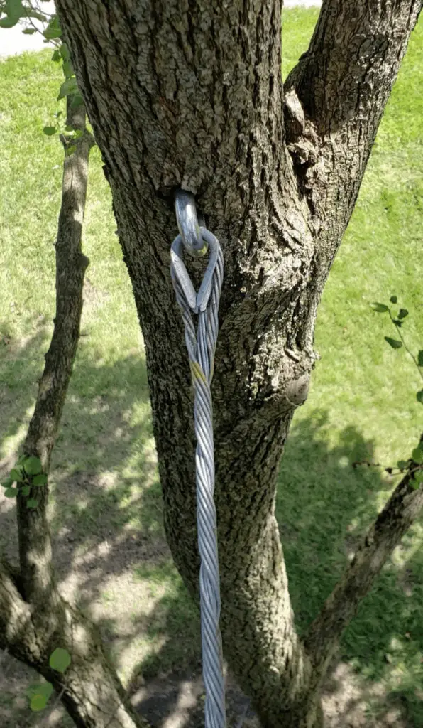 Cable and Brace Rod Systems | Image 5 | Ahlum & Arbor Tree Preservation