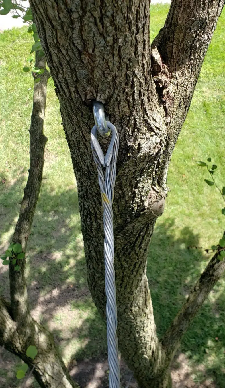 Cable and Brace Rod Systems | Image 5 | Ahlum & Arbor Tree Preservation