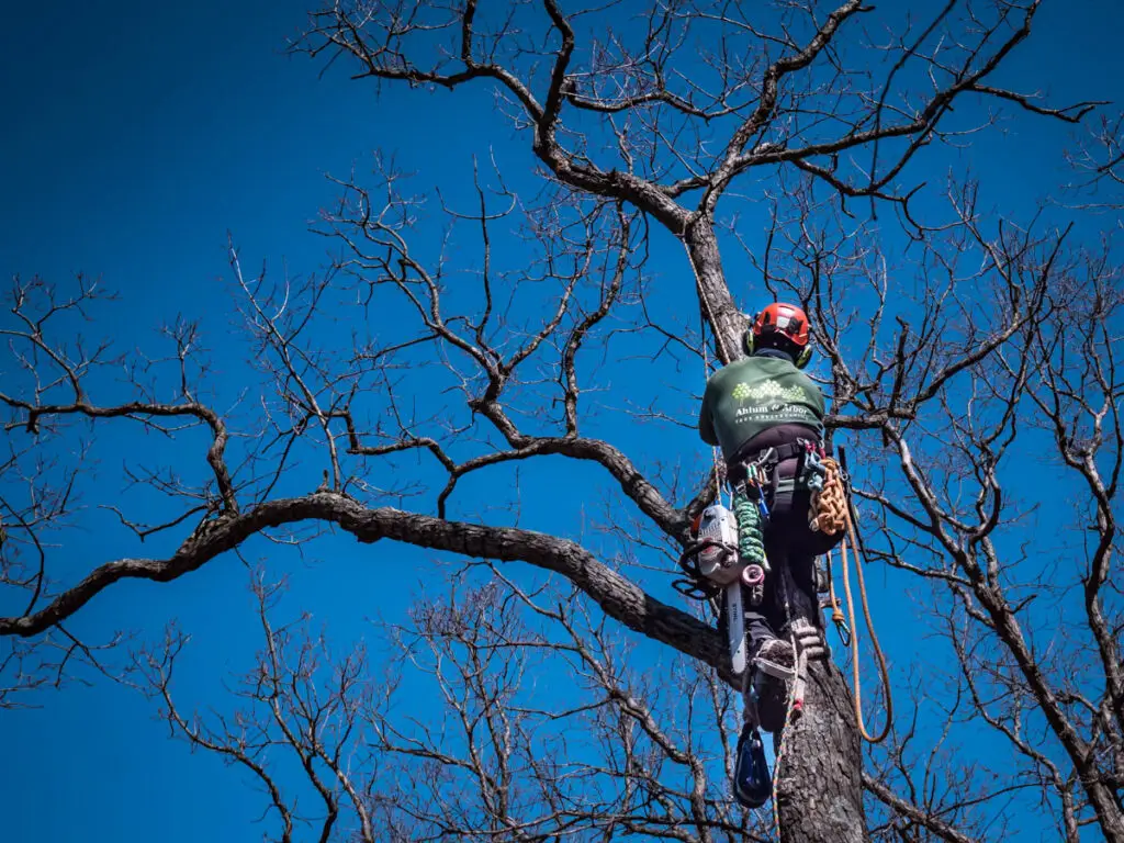 Tree Pruning Techniques | Ahlum & Arbor Tree Preservation