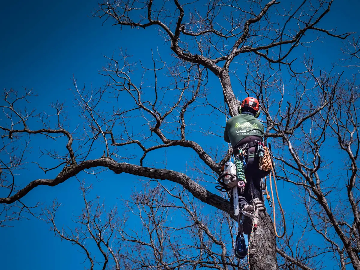 Tree Pruning Techniques | Ahlum & Arbor Tree Preservation