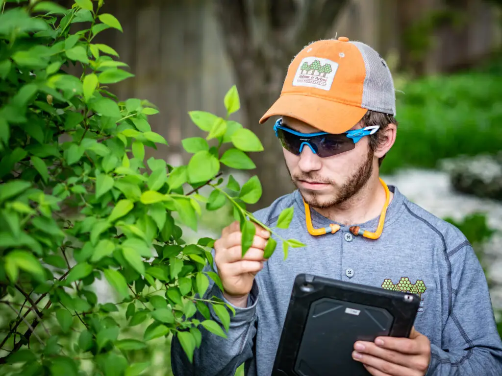 Growing Degree Days | Image 2 | Ahlum & Arbor Tree Preservation