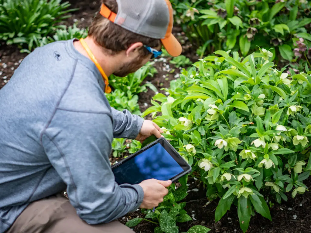 Growing Degree Days 1 Plant Health Care Technician tending to the growth of a shrub and comparing temperature data.