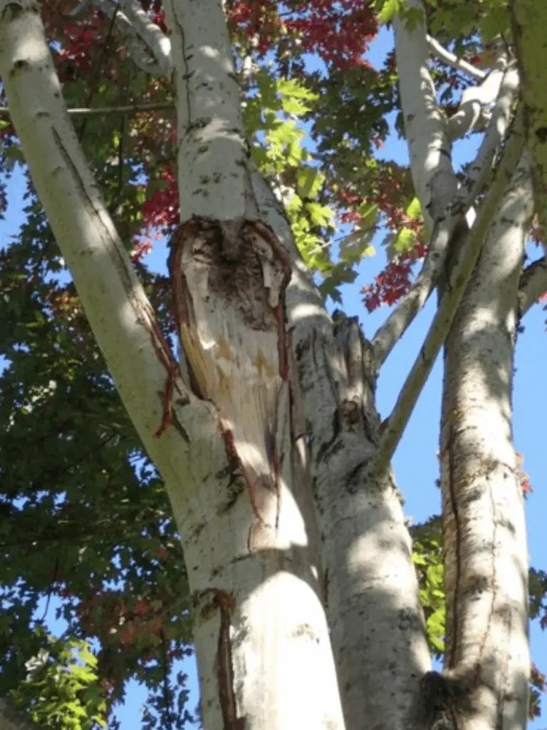 Managing and Assessing Urban and Residential Trees | Ahlum & Arbor Tree Preservation