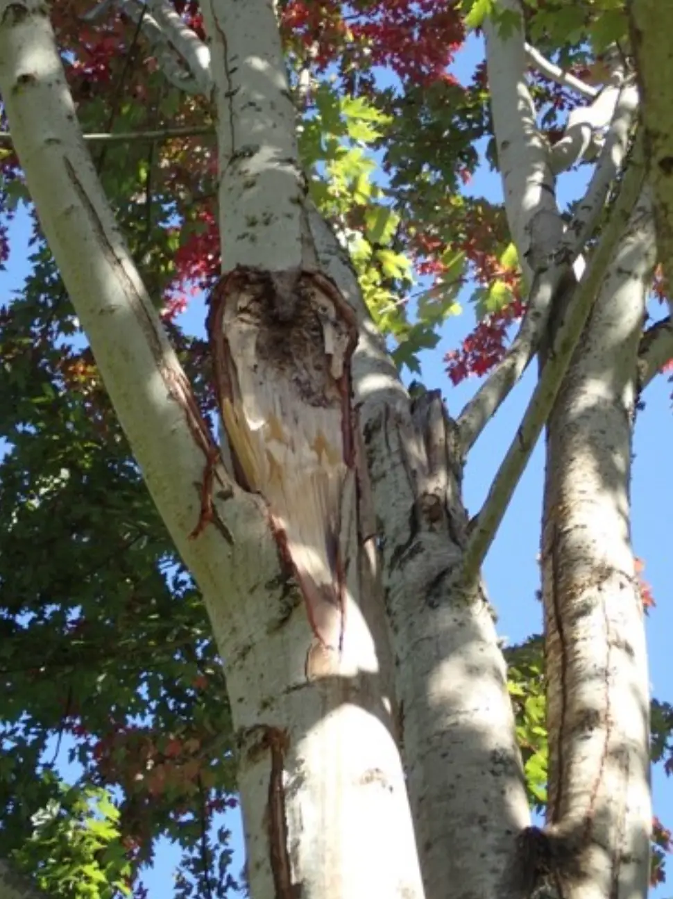 Managing and Assessing Urban and Residential Trees | Ahlum & Arbor Tree Preservation