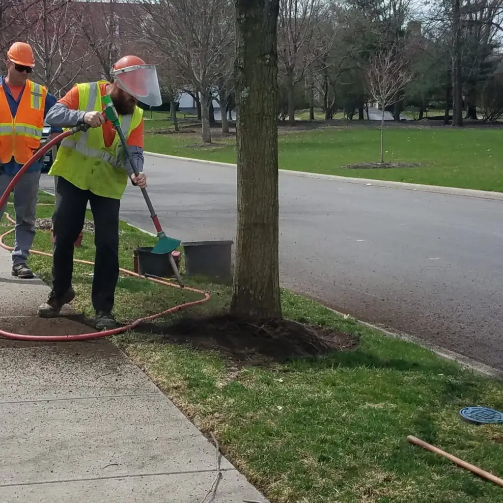 Root Pruning | Image 2 | Ahlum & Arbor Tree Preservation