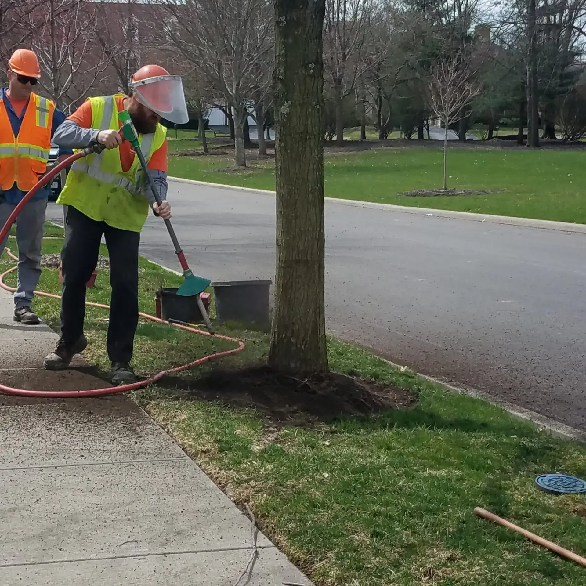 Root Pruning | Image 2 | Ahlum & Arbor Tree Preservation