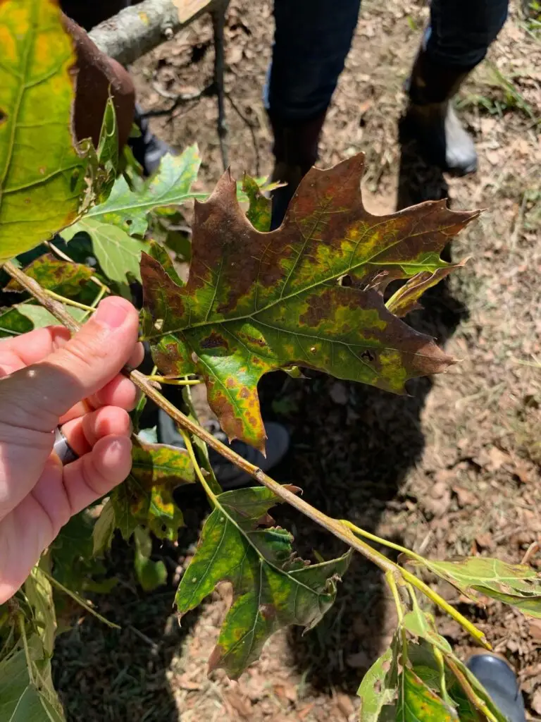Oak Wilt | Ahlum & Arbor Tree Preservation