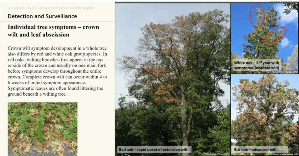Oak Wilt in Central Ohio 3 Tree symptoms of oak wilt.