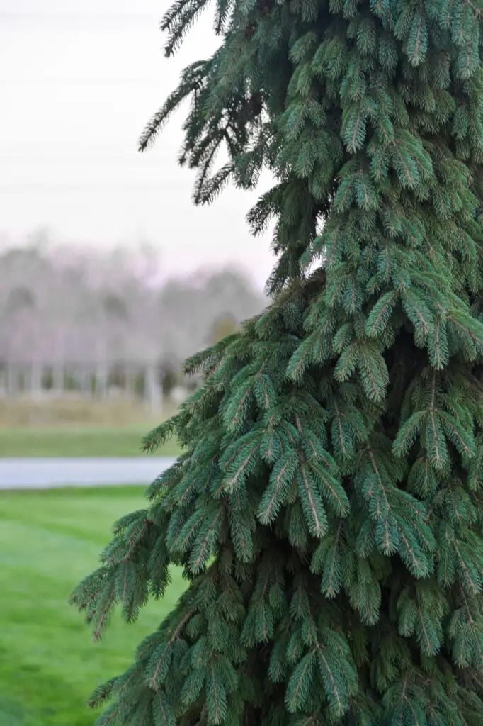 Evergreen Trees | Ahlum & Arbor Tree Preservation