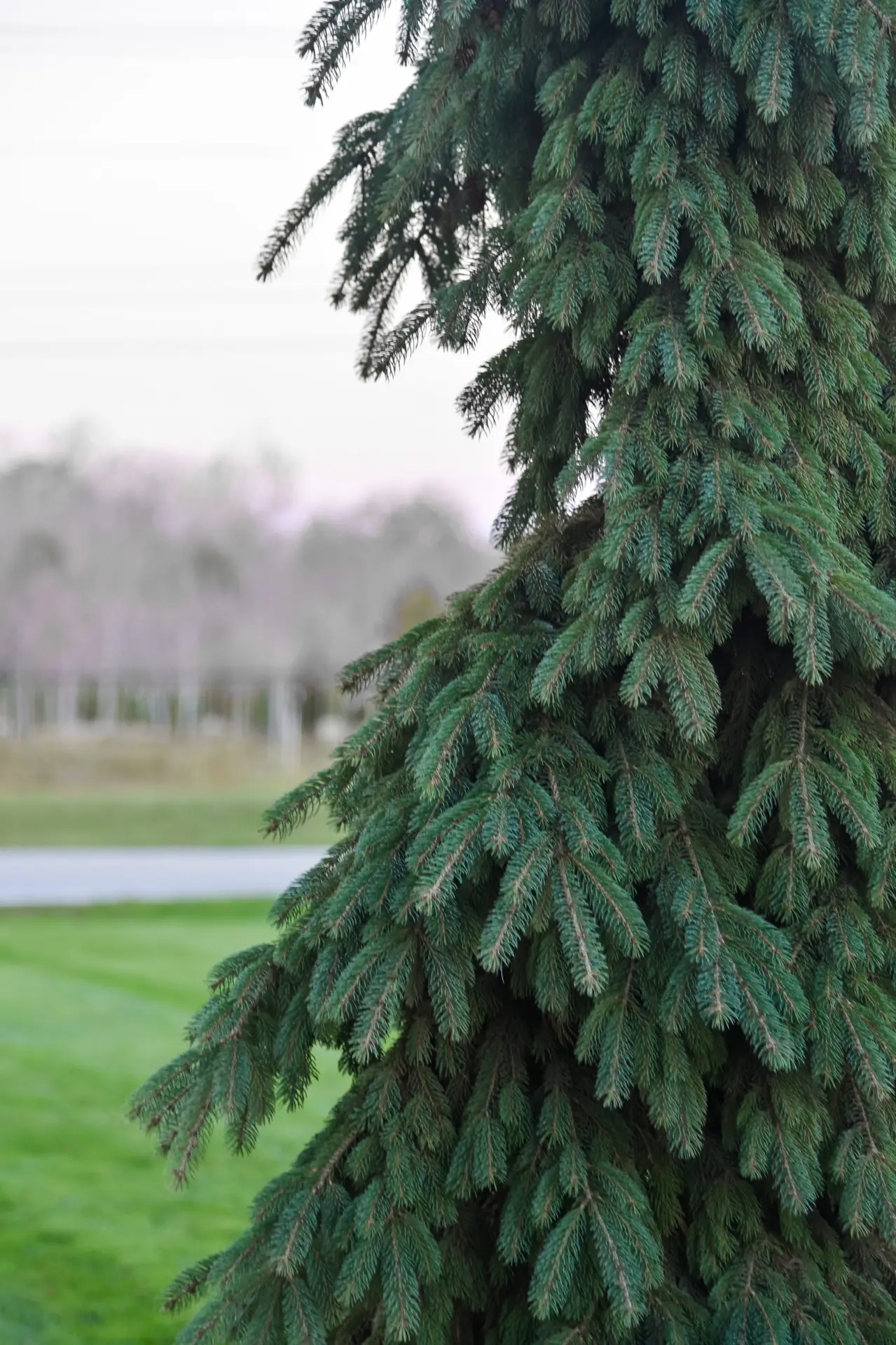 Evergreen Trees | Ahlum & Arbor Tree Preservation