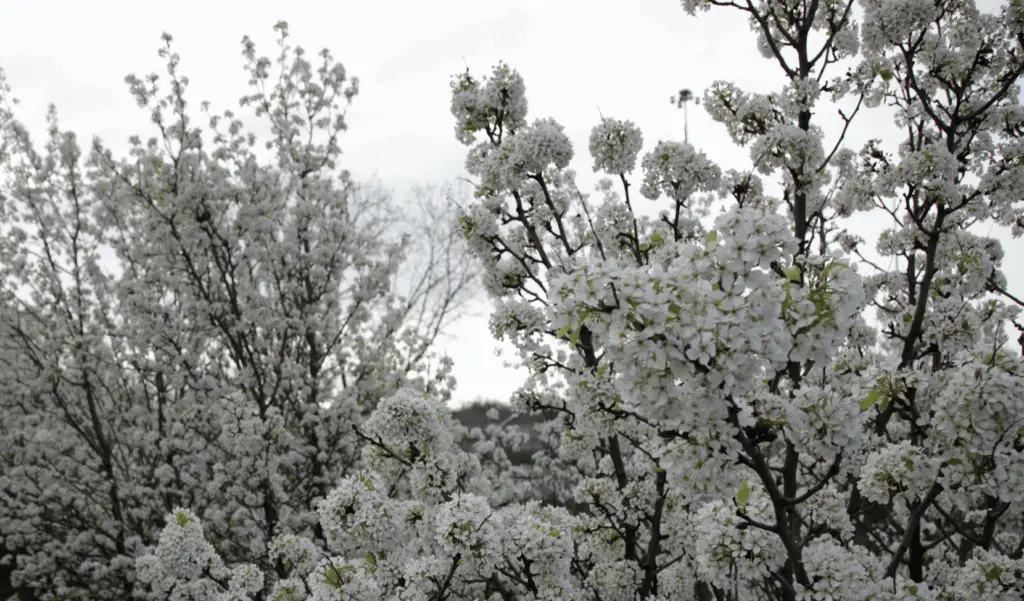 Callery Pear: Invasive Species | Ahlum & Arbor Tree Preservation