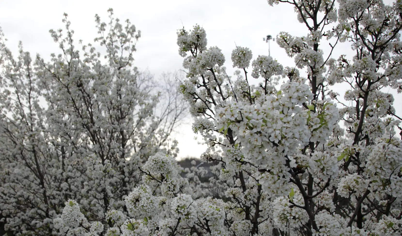 Callery Pear: Invasive Species | Ahlum & Arbor Tree Preservation