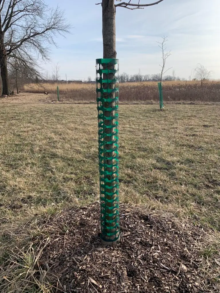 Tree Bark Protection From Deer Damage | Ahlum & Arbor Tree Preservation