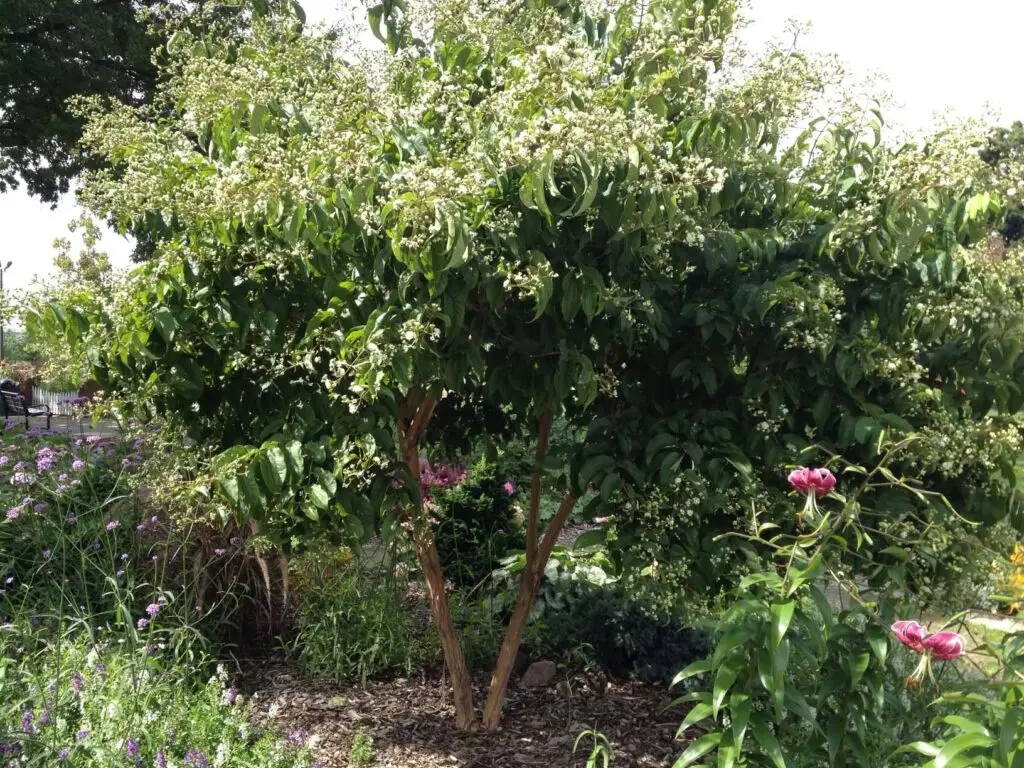 Thinking Outside The Box With Beautiful Landscape Trees | Seven-Son Flower | Ahlum & Arbor Tree Preservation