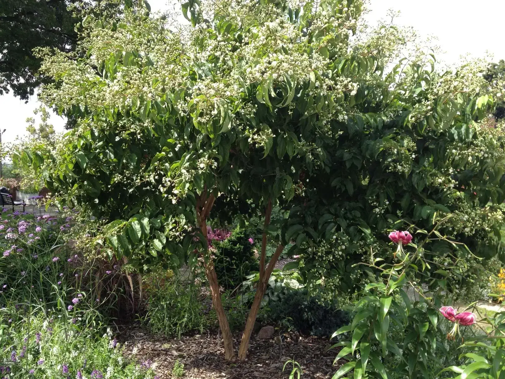 Thinking Outside The Box With Beautiful Landscape Trees | Seven-Son Flower | Ahlum & Arbor Tree Preservation