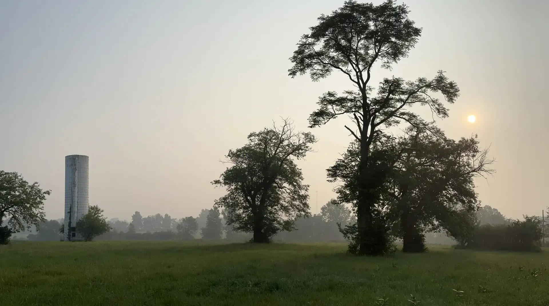 Wildfire Smoke: How Does It Affect Your Trees? | Ahlum & Arbor Tree Preservation
