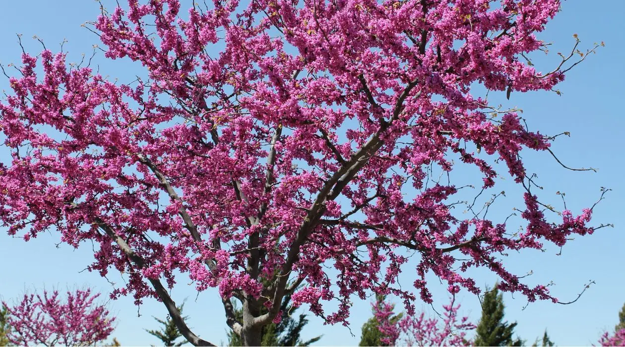 Redbud tree in bloom | Ahlum & Arbor Tree Preservation