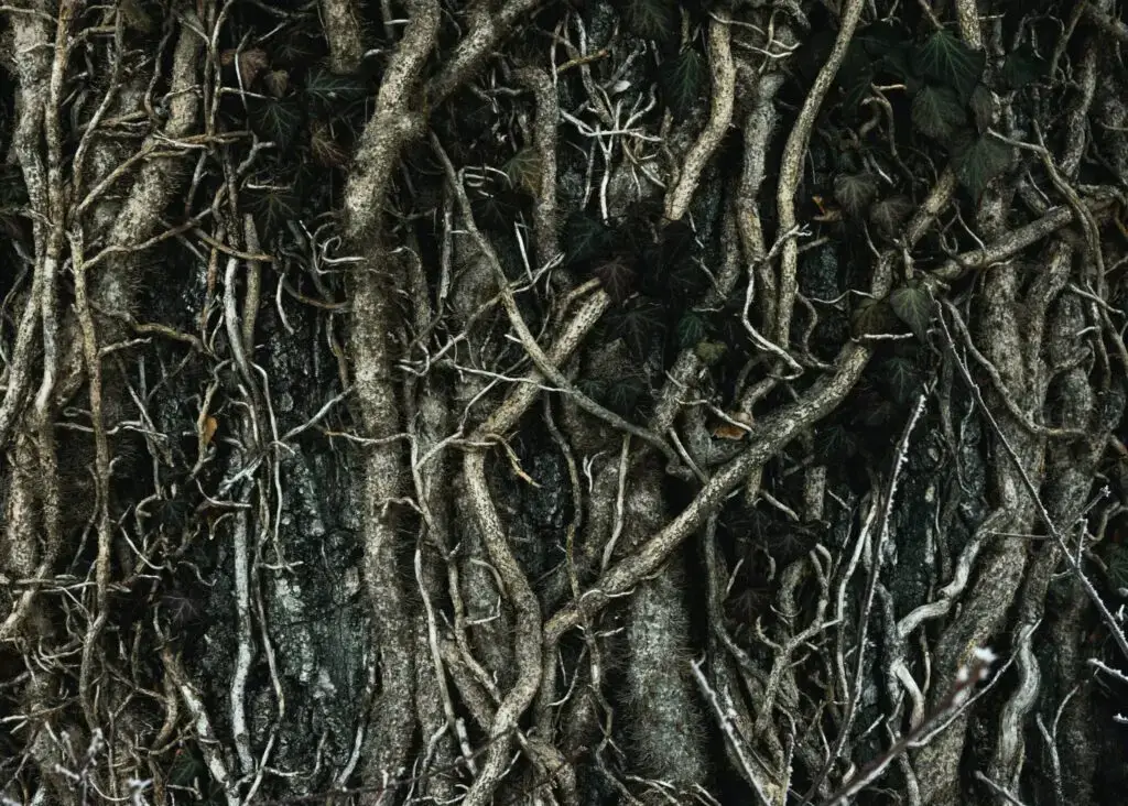 Arborists & Tree Maintenance | Ahlum & Arbor Tree Preservation
